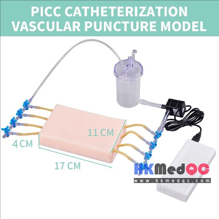 Ultrasound-Guided Vascular Puncture Model – PICC, Blood Circulation