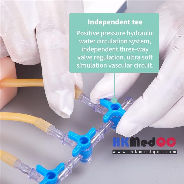 Ultrasound-Guided Vascular Puncture Model – PICC, Blood Circulation