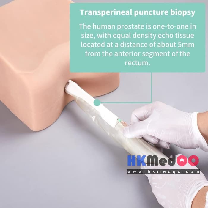 Prostate Puncture Training Model,Transrectal Biopsy Training