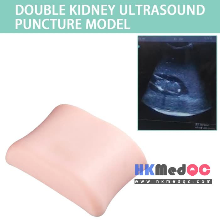Double Kidney Ultrasound Puncture Phantom,Biopsy Vascular Suture Training Model