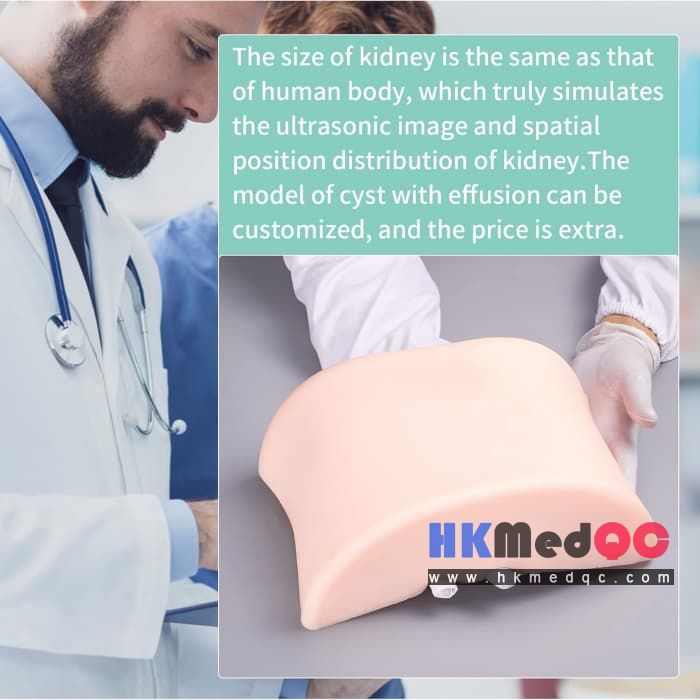 Double Kidney Ultrasound Puncture Phantom,Biopsy Vascular Suture Training Model