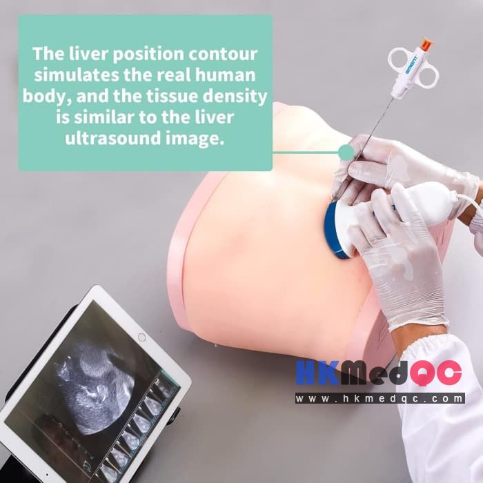 Realistic Full Abdomen Liver Puncture Model,Liver Biopsy Simulator