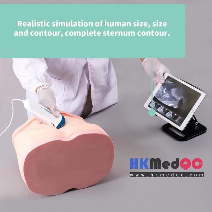 Realistic Full Abdomen Liver Puncture Model,Liver Biopsy Simulator