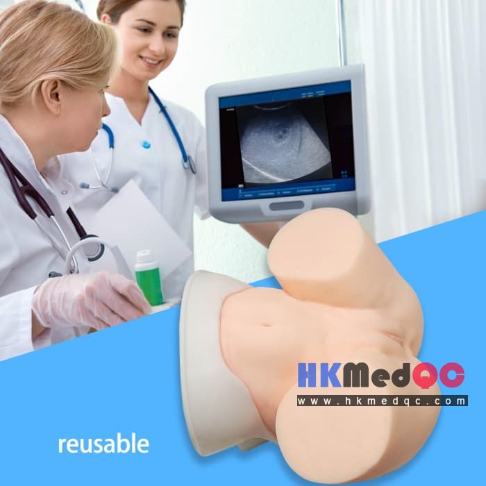 Oocyte Aspiration Training Simulator,Pelvic Examination Egg Retrieval Model