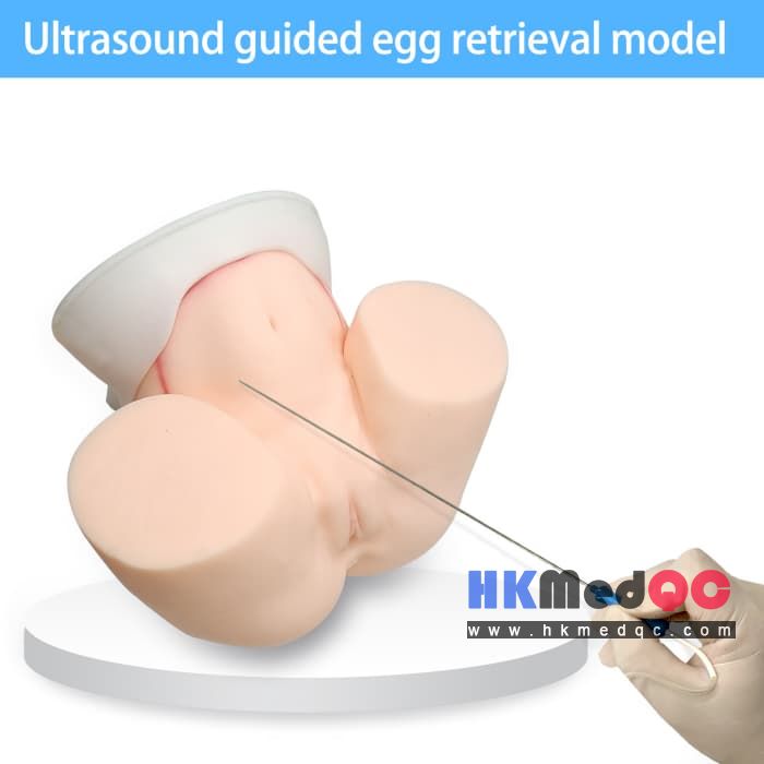 Oocyte Aspiration Training Simulator,Pelvic Examination Egg Retrieval Model