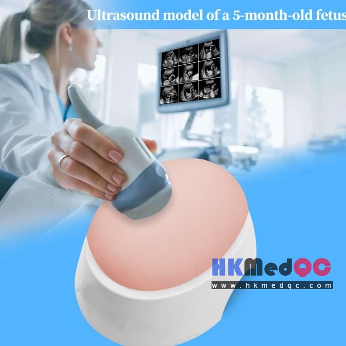 Fetal Ultrasound Training Phantom,Obstetric Training & Prenatal Diagnosis