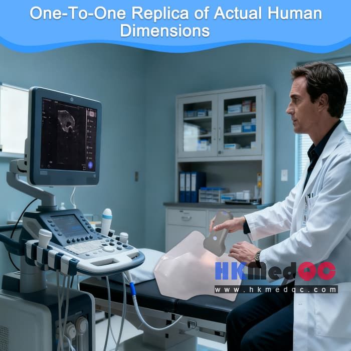 Medical Thyroid Anatomy Model, Thyroid Ultrasound Test Kit