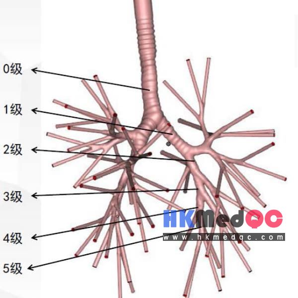WEK-B04 Bronchoscopy Training Phantom,5-Grade Bronchial Branch Airway Model 
