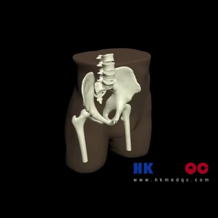 PE-A01 Adult Pelvis Model,Adult pelvic abdominal model