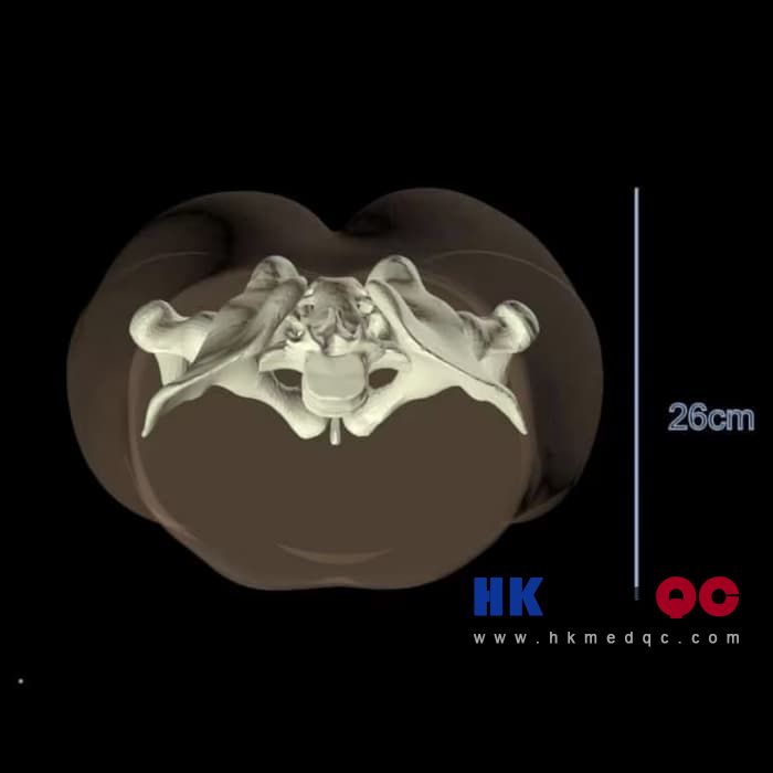 PE-A01 Adult Pelvis Model,Adult pelvic abdominal model